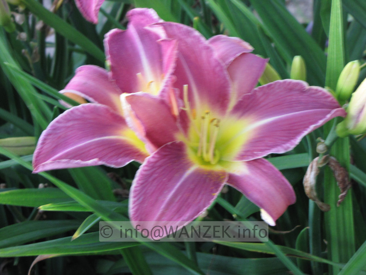 Hemerocallis French Porcelain 2.JPG